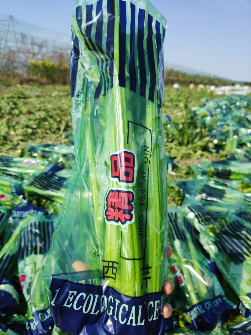 精品西芹对接出口各级市场批发.超市.电商平台全国发货