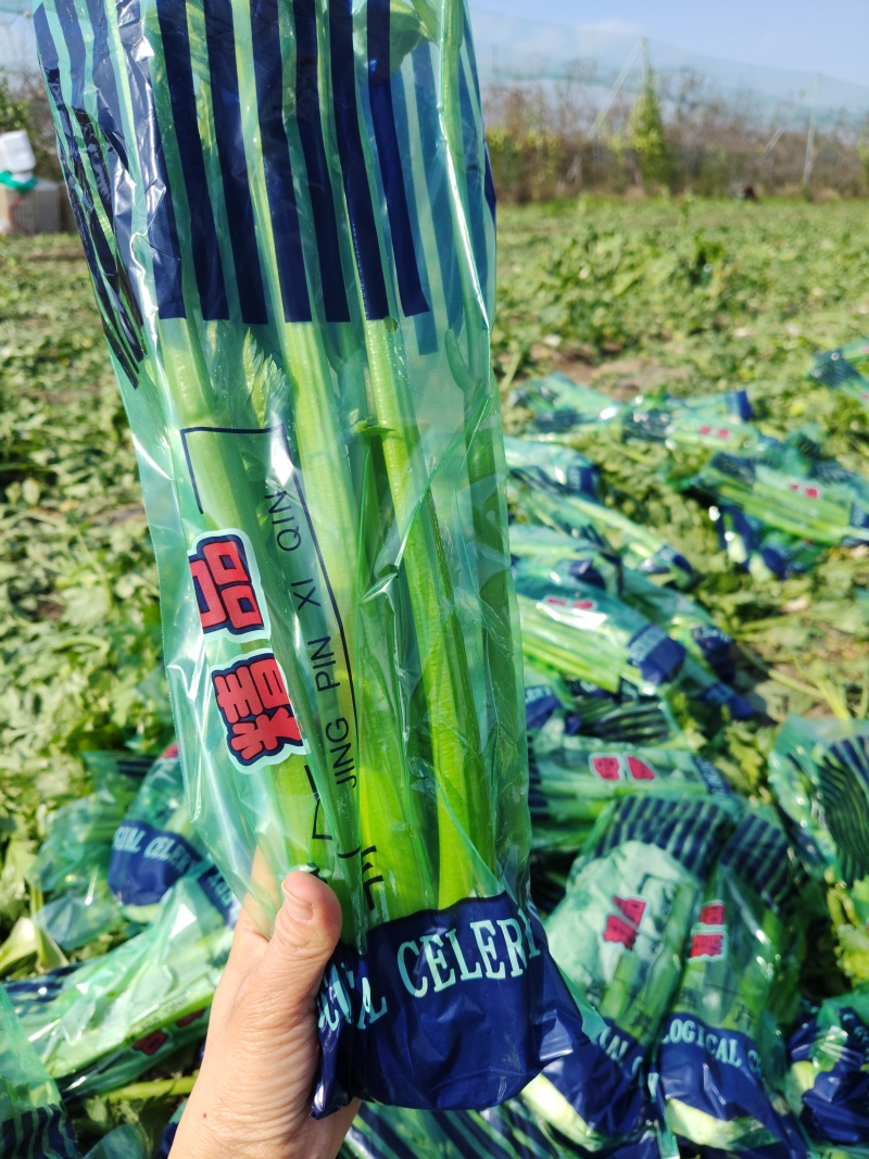 精品西芹对接出口各级市场批发.超市.电商平台全国发货