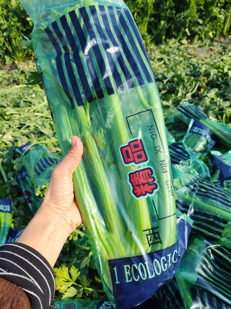 精品西芹对接出口各级市场批发.超市.电商平台全国发货