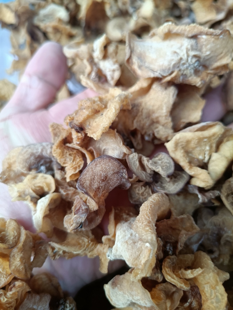 羊肚耳产地电商羊肚耳厂家羊肚耳种植场直发羊肚耳**厂家羊