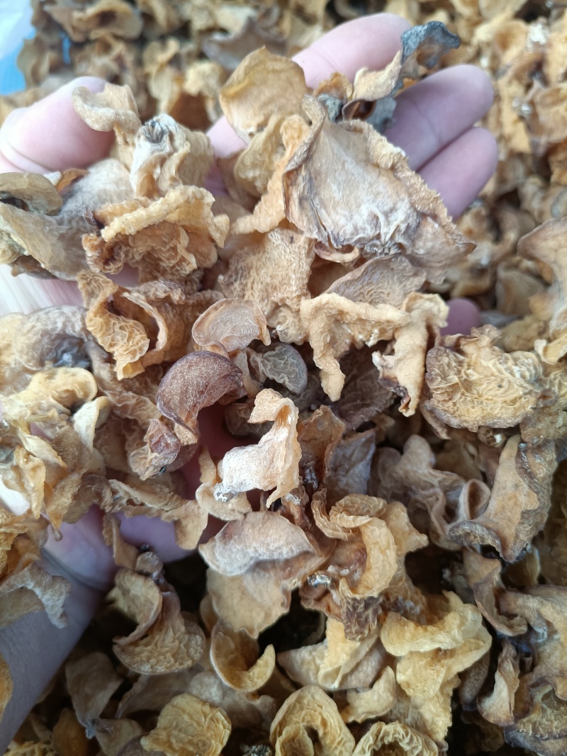 羊肚耳产地电商羊肚耳厂家羊肚耳种植场直发羊肚耳**厂家羊