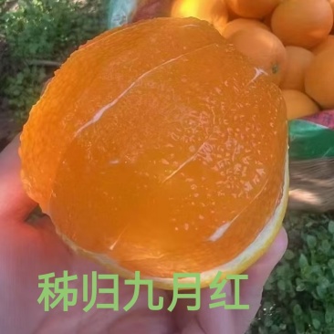 秭归九月红脐橙代办，保证甜，量大从优，产地货源，整车发货。