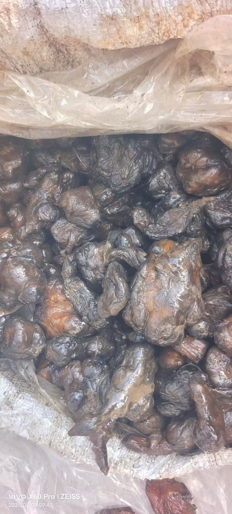 黑洋姜代加工