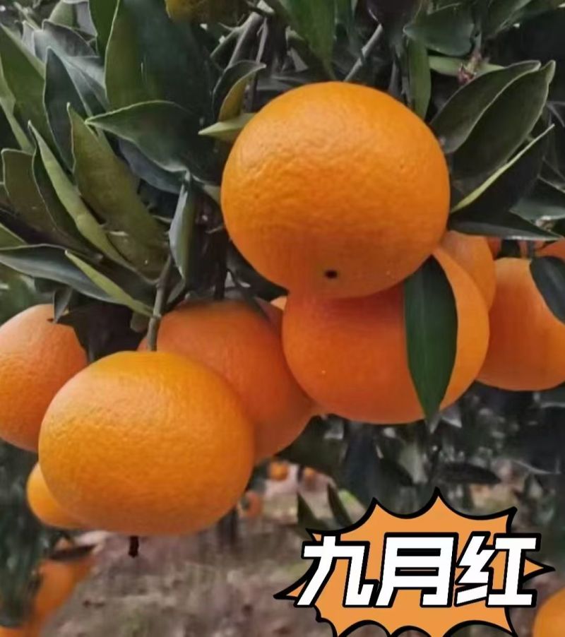 秭归九月红脐橙代办，保证甜，量大从优，产地货源，整车发货。