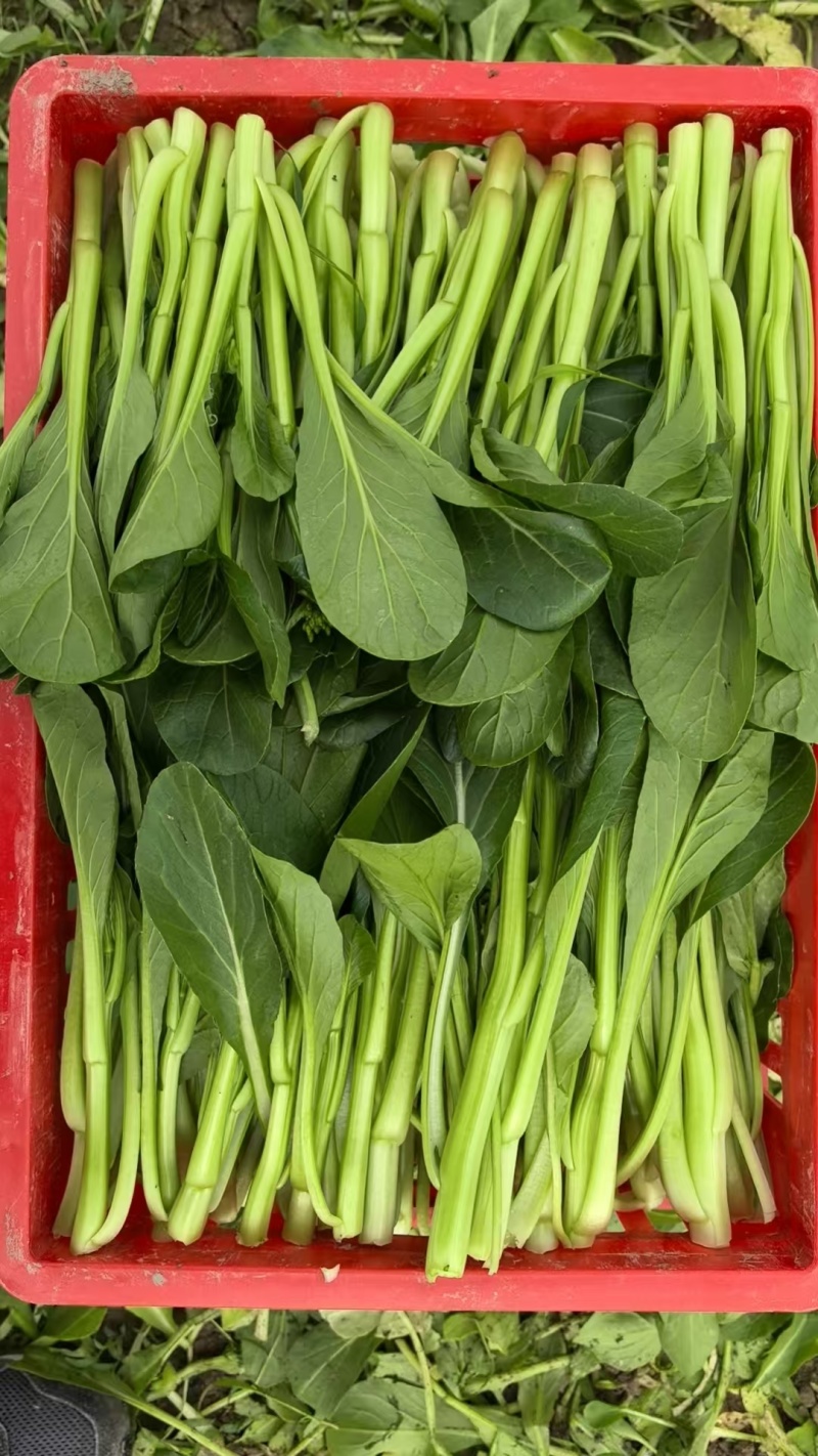 安徽菜苔菜心大量上市，产地直供品质高，对接各级客商