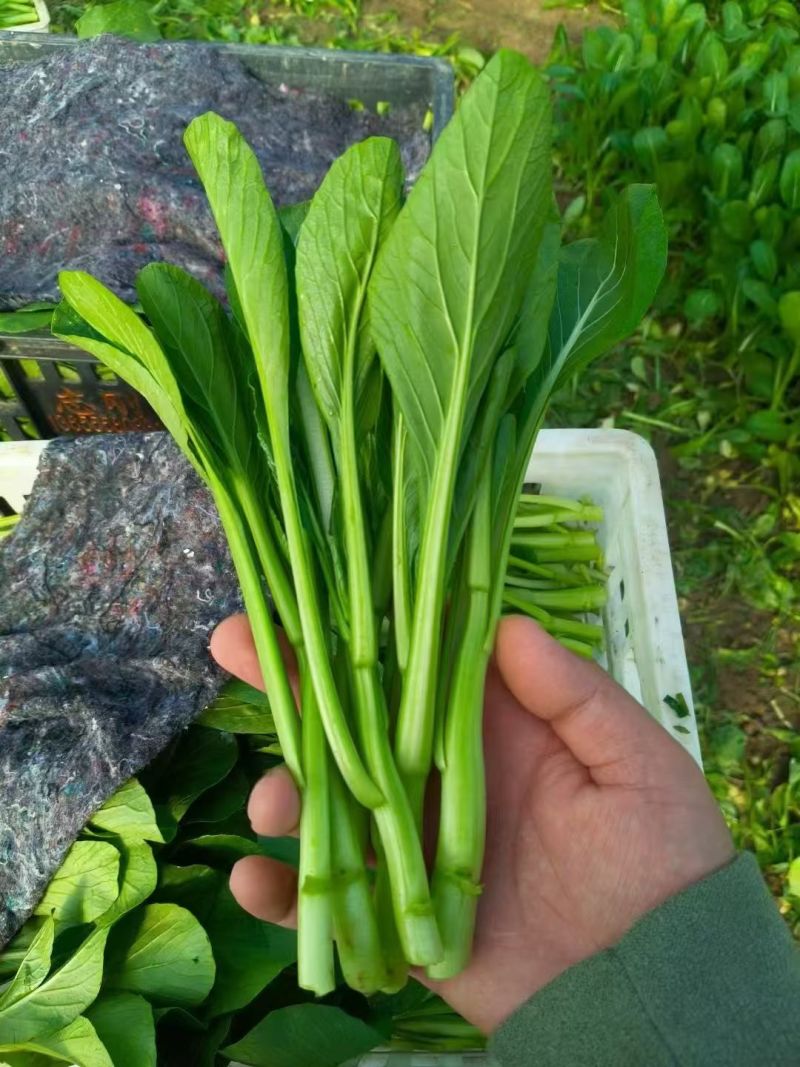 安徽菜苔菜心大量上市，产地直供品质高，对接各级客商