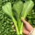 安徽菜苔菜心大量上市,产地直供品质高,对接各级客商