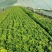 【优质】安徽精品黄心菜，大量供货，可对接各级客商，质量保证