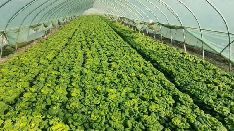 【优质】安徽精品黄心菜，大量供货，可对接各级客商，质量保证