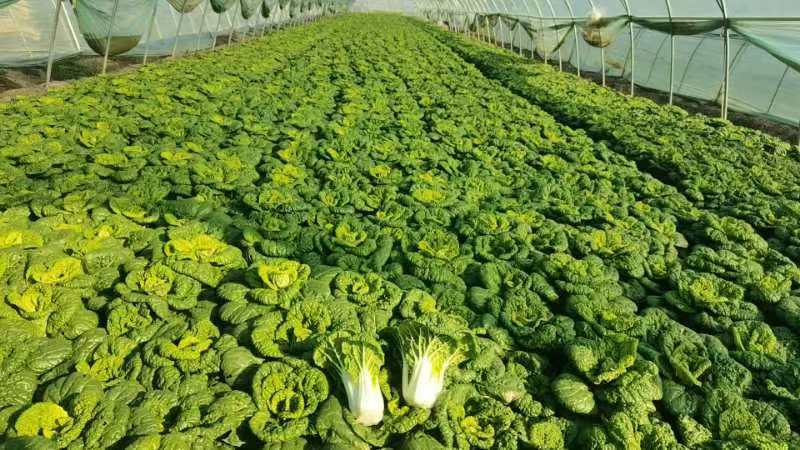 【优质】安徽精品黄心菜，大量供货，可对接各级客商，质量保证