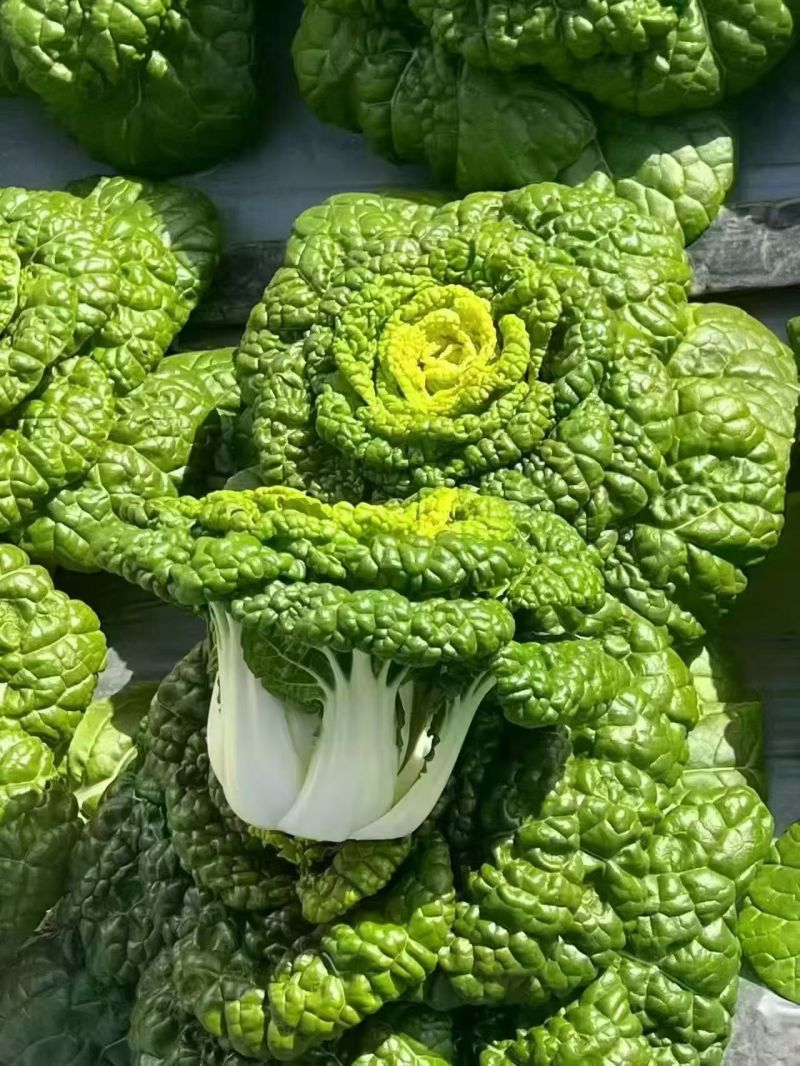 【优质】安徽精品黄心菜，大量供货，可对接各级客商，质量保证