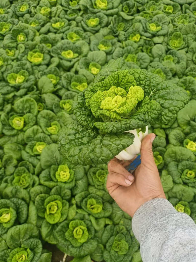 【优质】安徽精品黄心菜，大量供货，可对接各级客商，质量保证