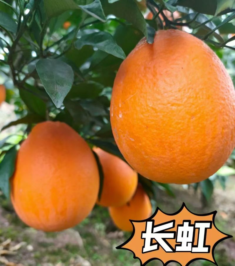 秭归脐橙货源充足，量大从优，农户田里订货看货直采