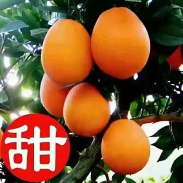秭归脐橙货源充足，量大从优，农户田里订货看货直采