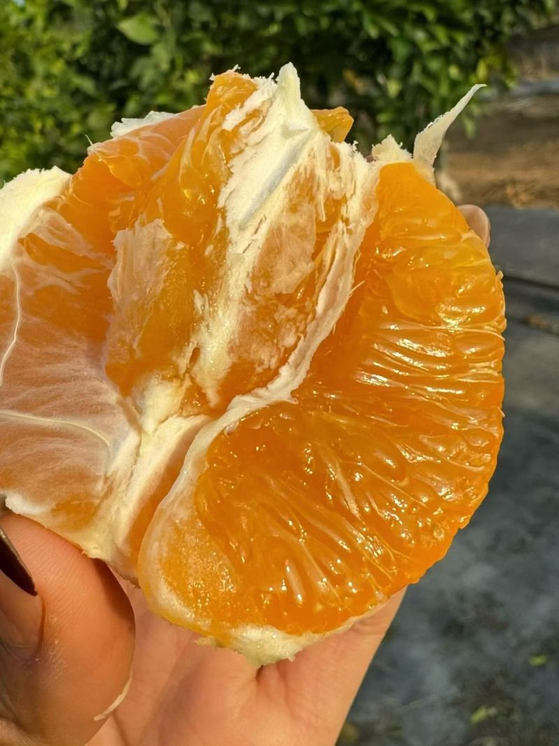 秭归脐橙货源充足，量大从优，农户田里订货看货直采
