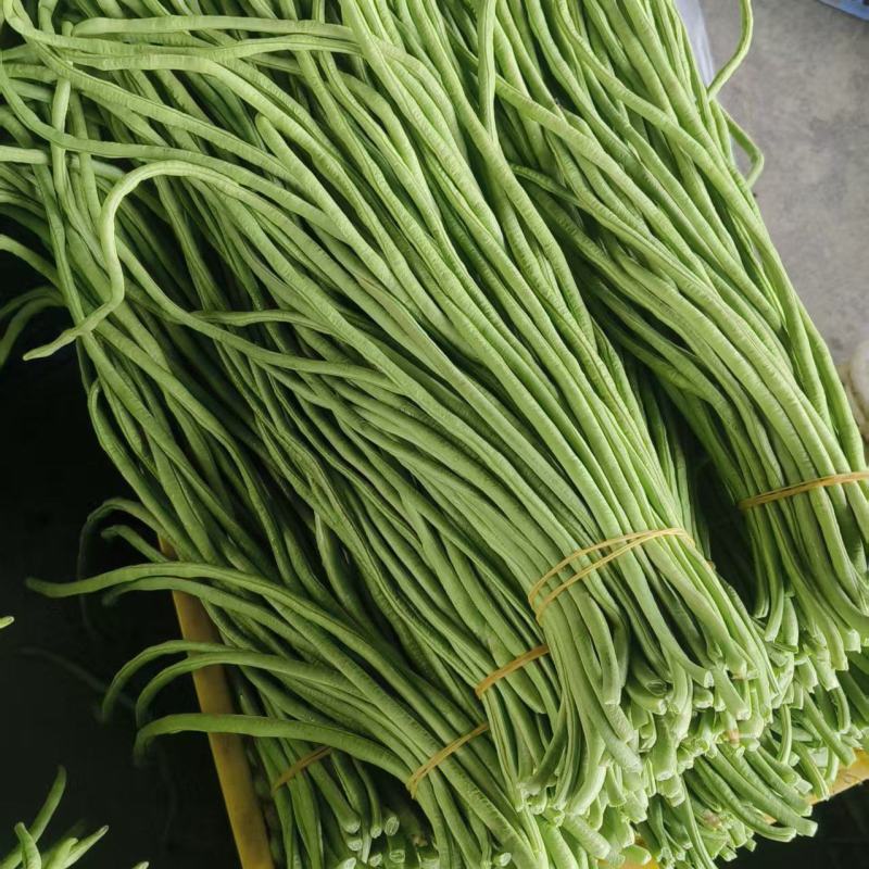 豆角广东精品豆角产地直发以质论价保质保量来电优惠
