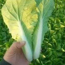 安徽小白菜大量上市全国发货规格齐全欢迎选购