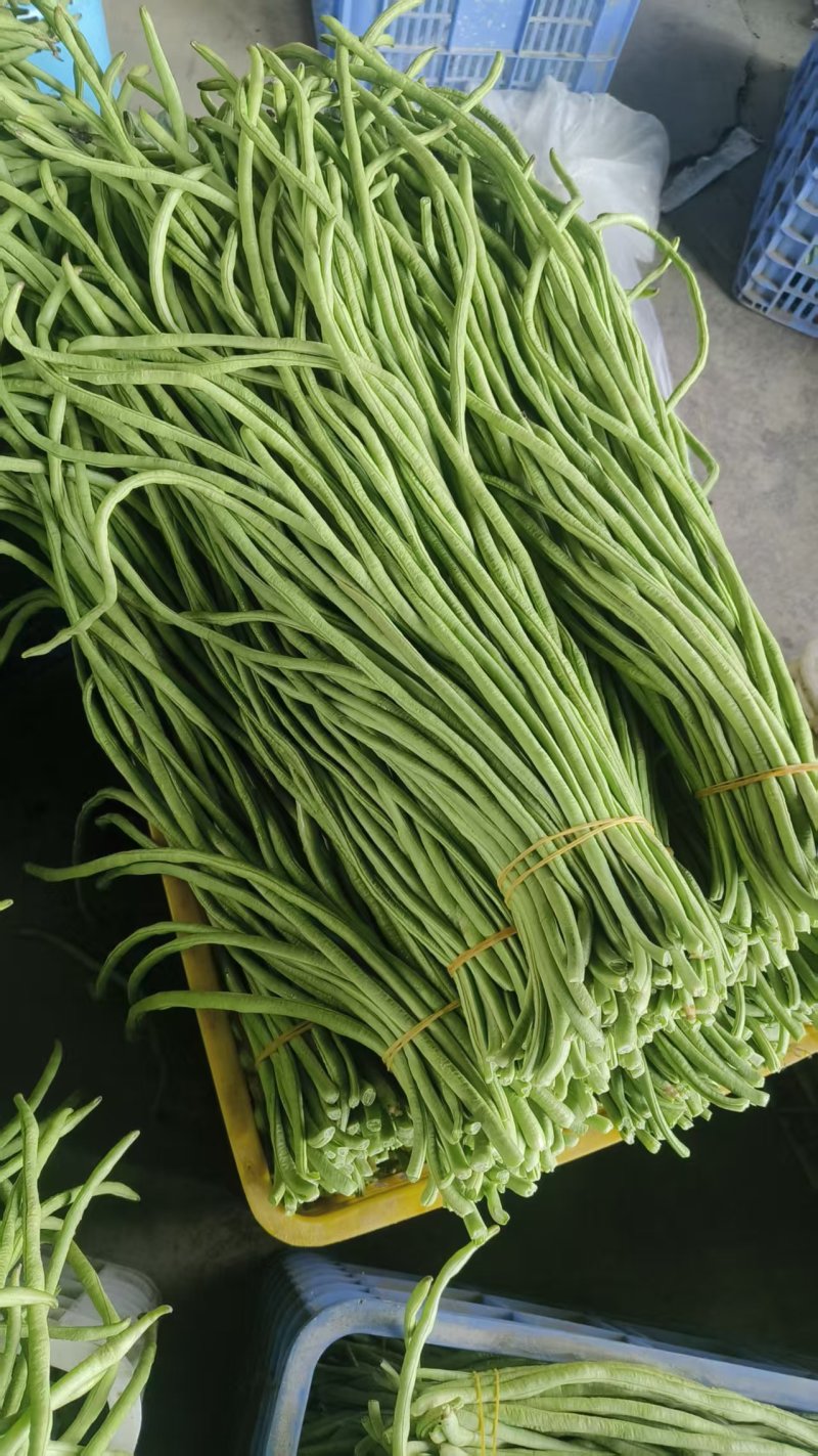 豆角广东精品豆角产地直发以质论价保质保量来电优惠