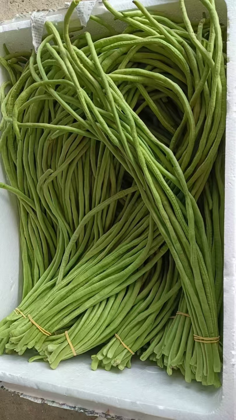 豆角广东精品豆角产地直发以质论价保质保量来电优惠