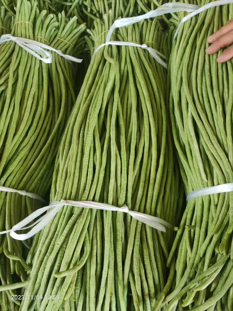 豆角广东精品豆角产地直发以质论价保质保量来电优惠