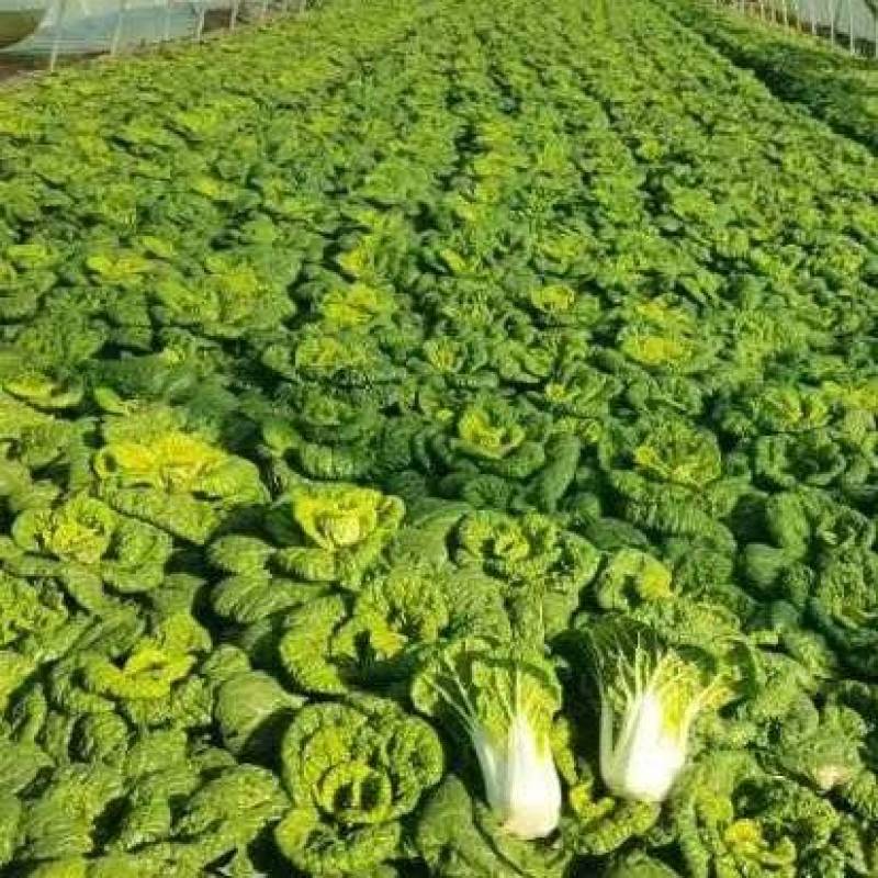 【优质】安徽精品黄心菜，大量供货，可对接各级客商，质量保证