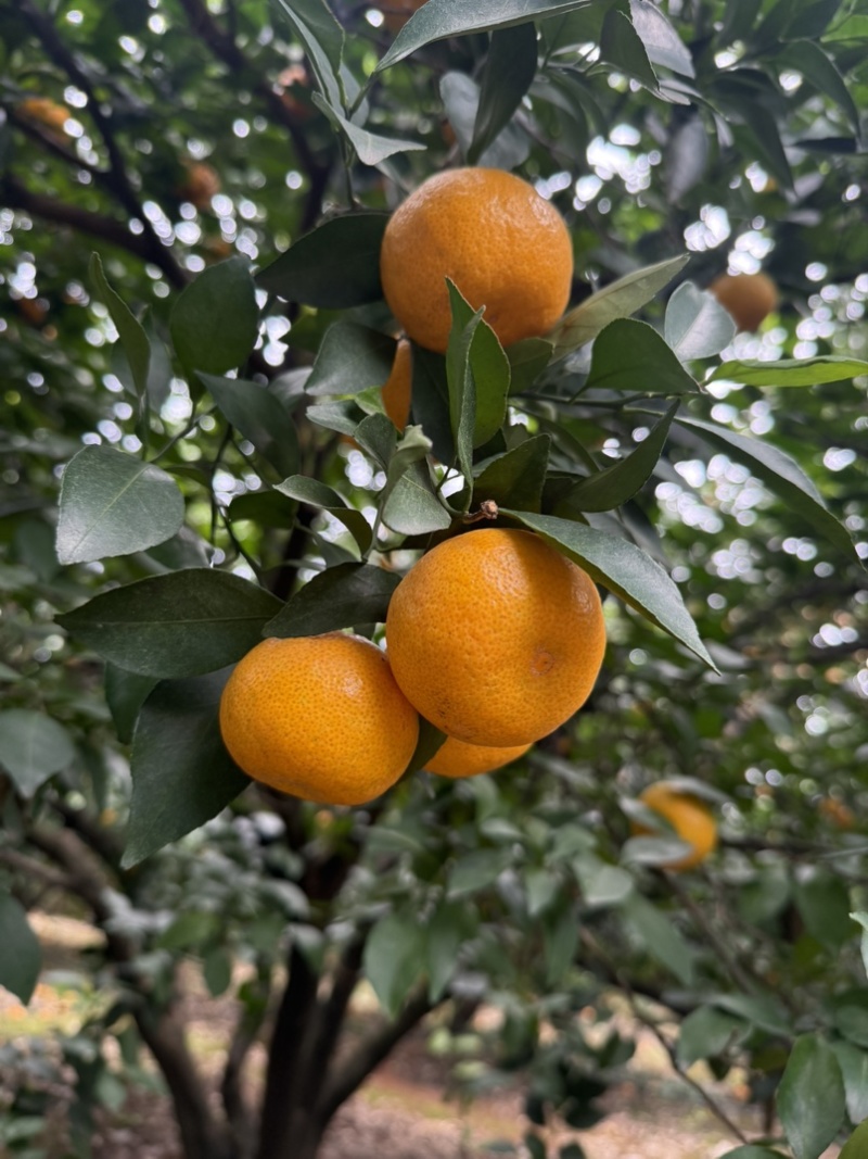 新余蜜橘内堂果细皮嫩肉