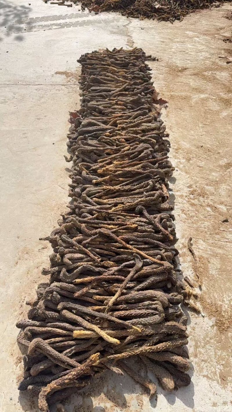 新疆大芸肉苁蓉沙漠人参药食同源产地一手货源批发零售