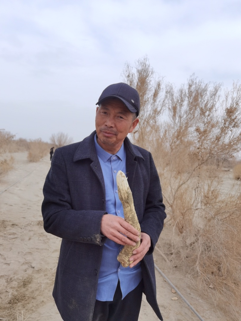 新疆大芸肉苁蓉沙漠人参药食同源产地一手货源批发零售