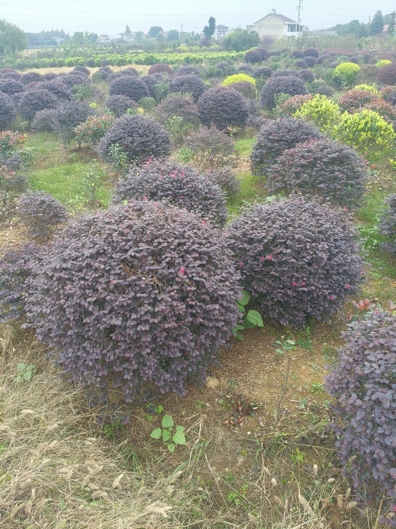 精品红花继木精品球各种规格