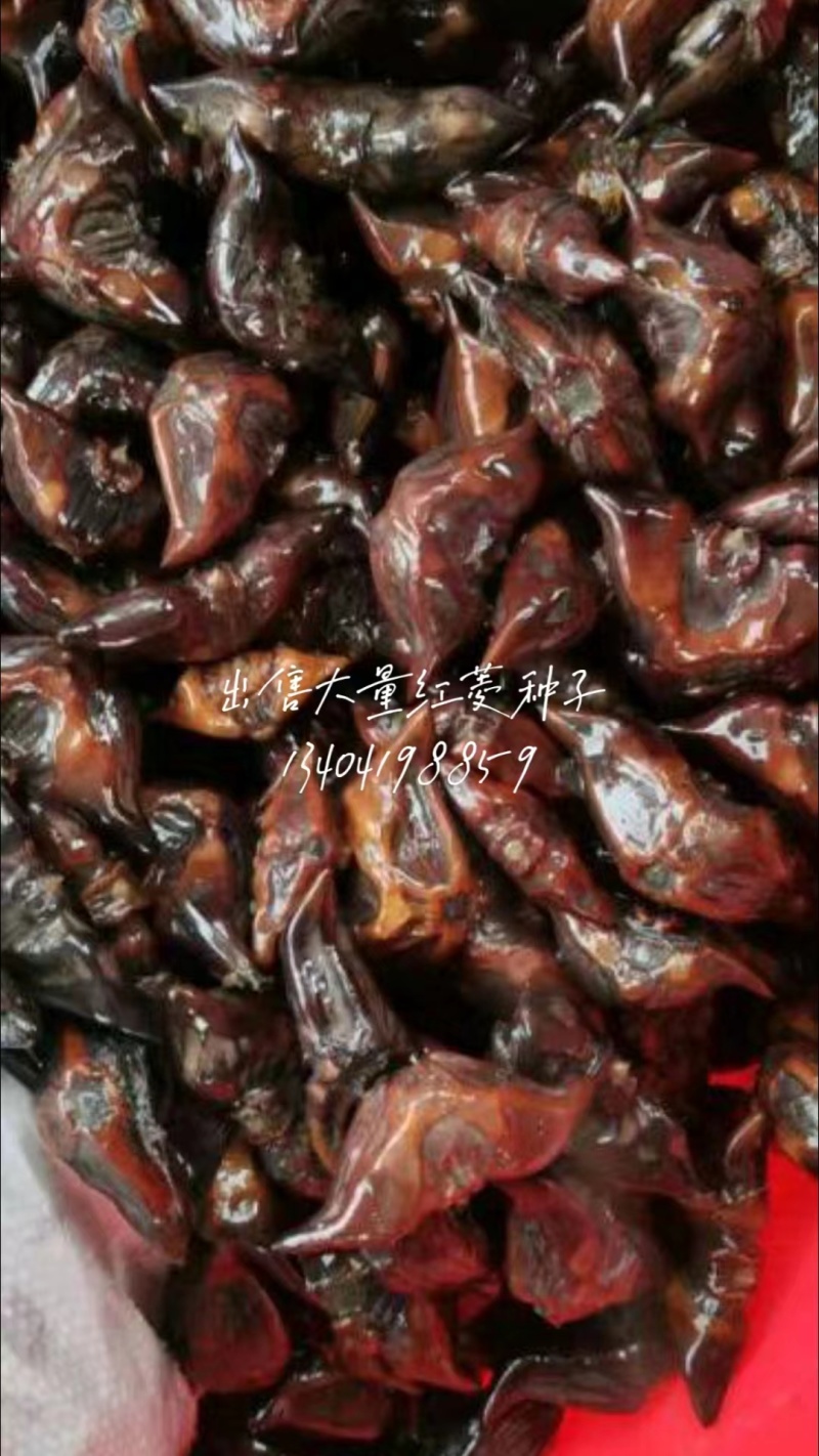牛角菱和水红菱种子有售，需要的老板和种植户联系我。