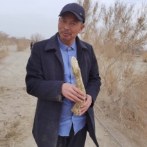 新疆大芸肉苁蓉沙漠人参药食同源产地一手货源批发零售