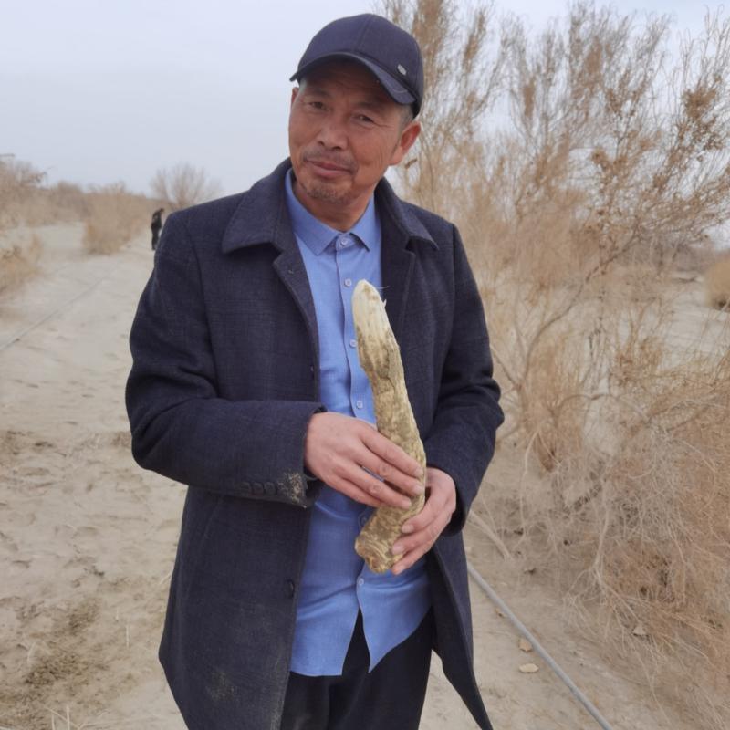 新疆大芸肉苁蓉沙漠人参药食同源产地一手货源批发零售
