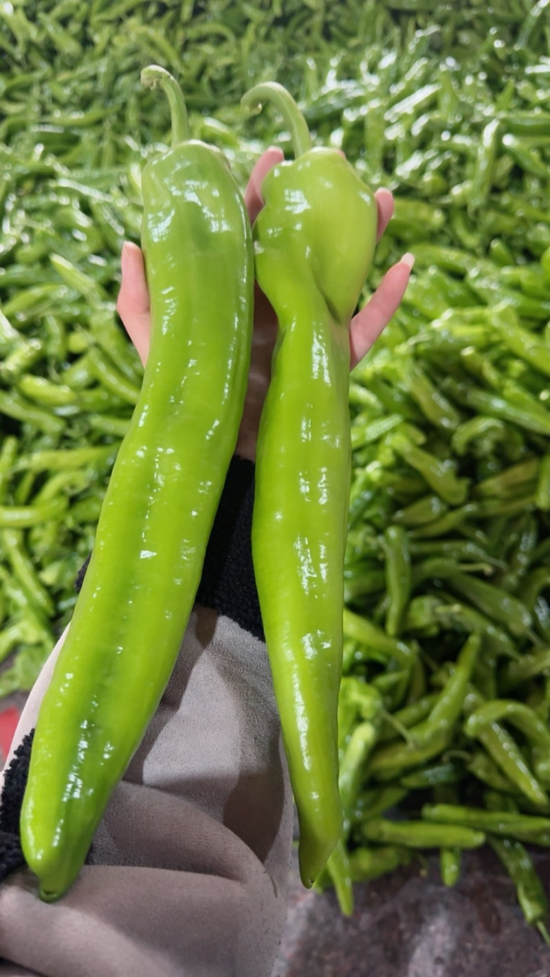 尖椒大量有货