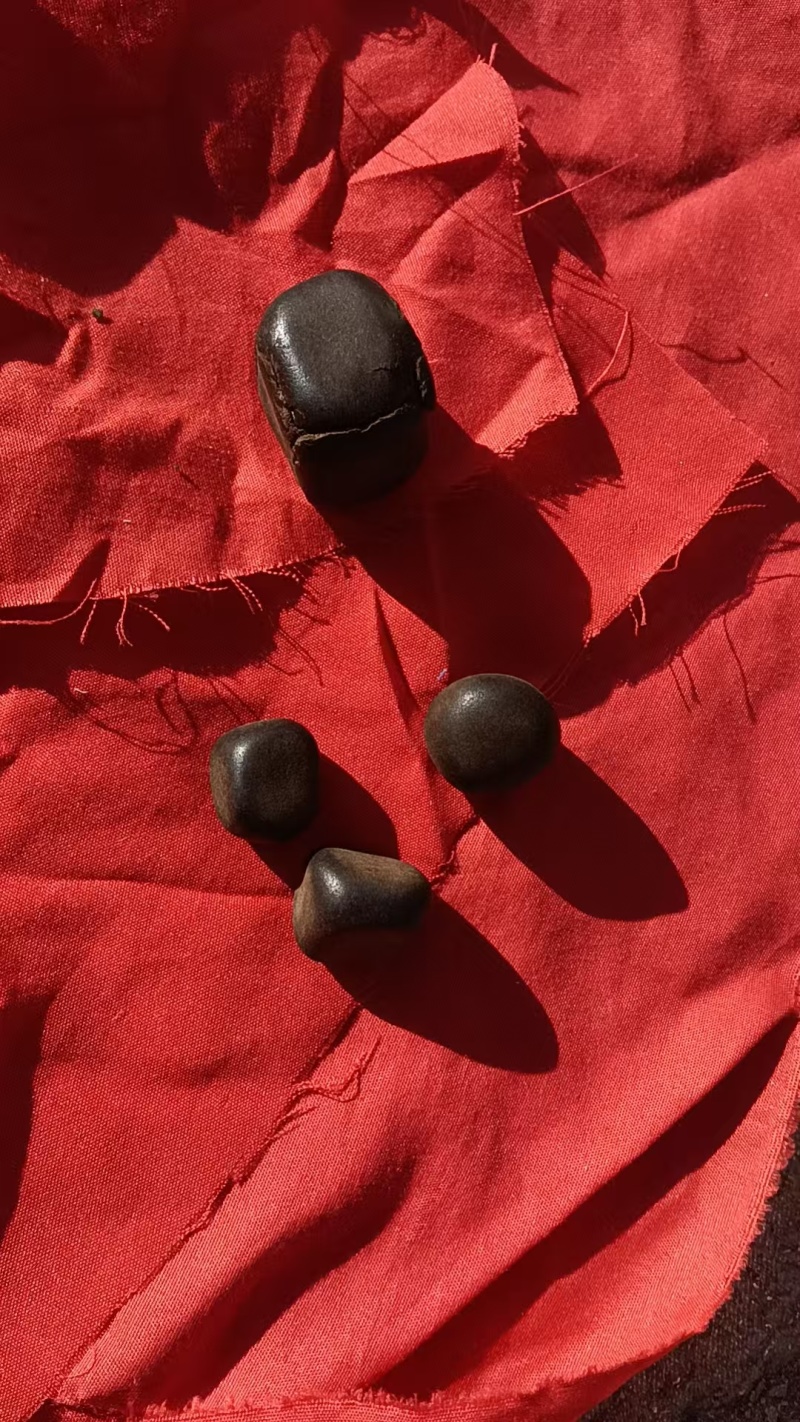 羊黄羊结石