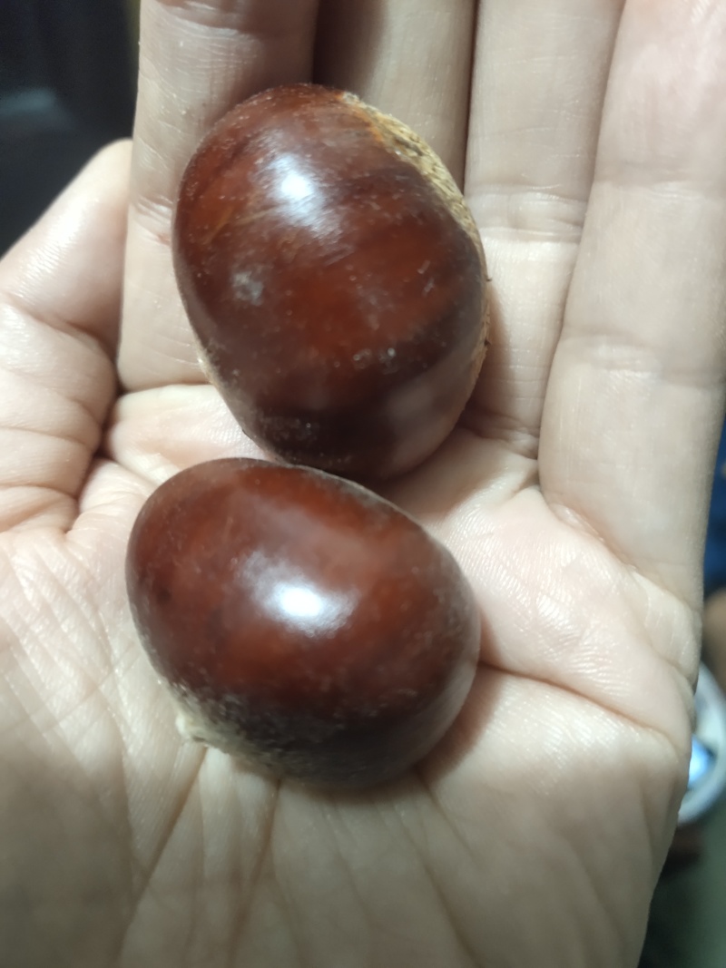 老树毛栗子