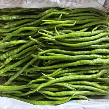 线椒