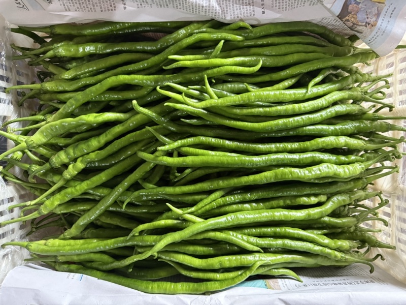 线椒