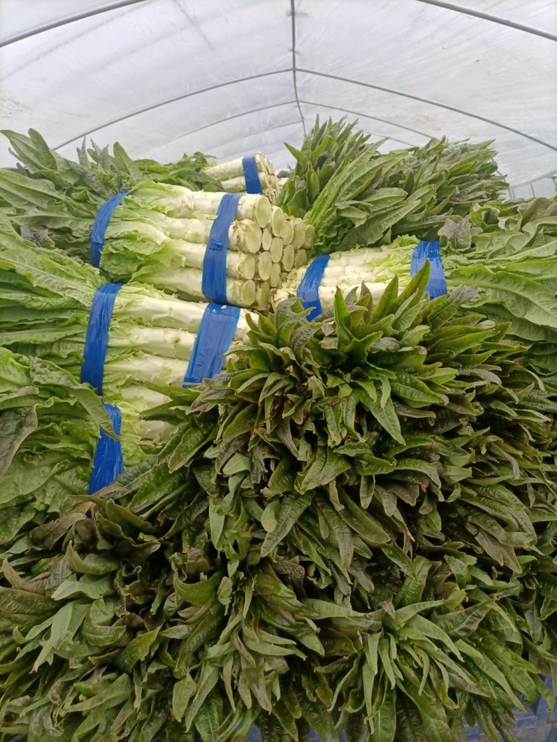 莴苣埇桥红叶莴苣红尖叶莴苣产区直发一手货源