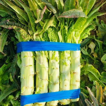 莴苣埇桥红叶莴苣红尖叶莴苣产区直发一手货源