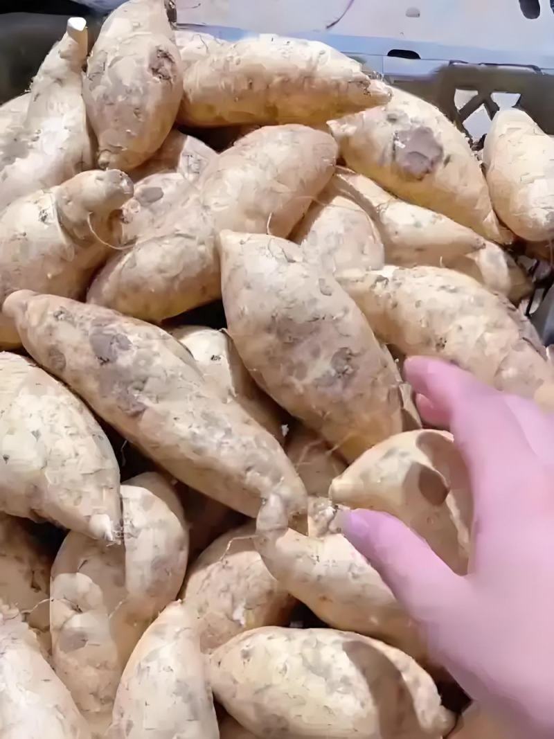自家种植人参红薯，已经散装拉回家里，需要的电联上门看货