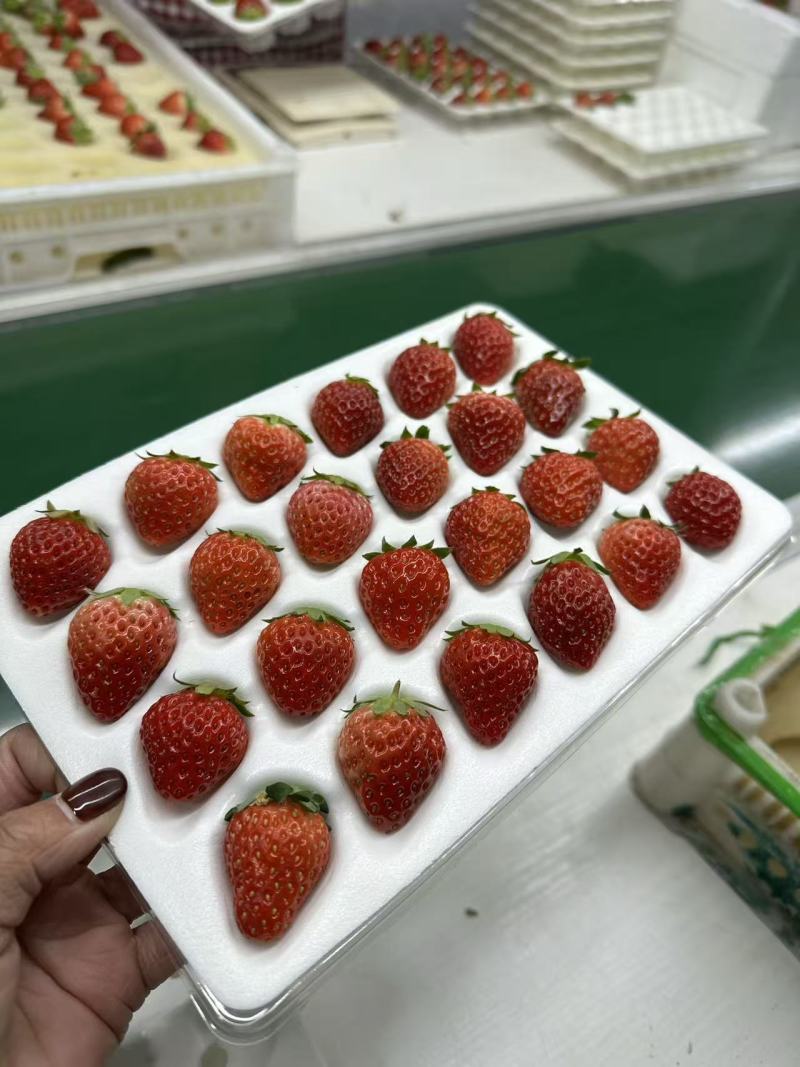 丹东九九草莓精品二合一礼盒对接全国市场量大从优欢迎采购