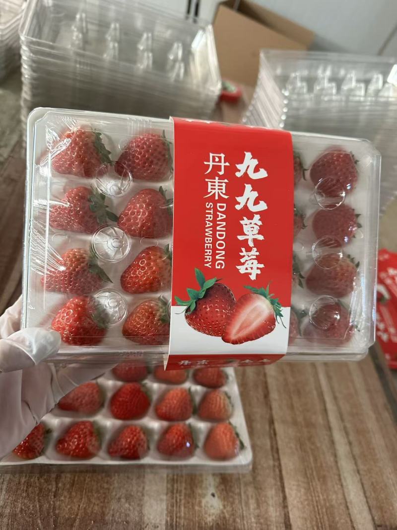 丹东九九草莓精品二合一礼盒对接全国市场量大从优欢迎采购