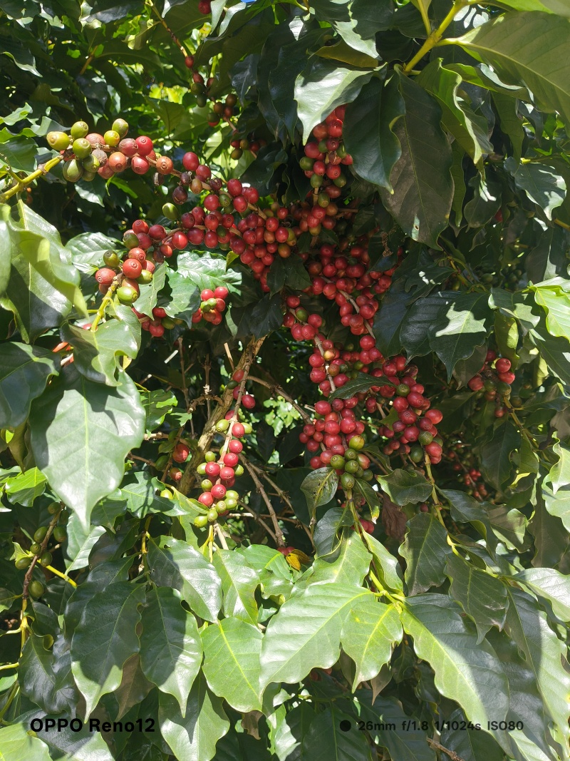 咖啡生豆壳豆