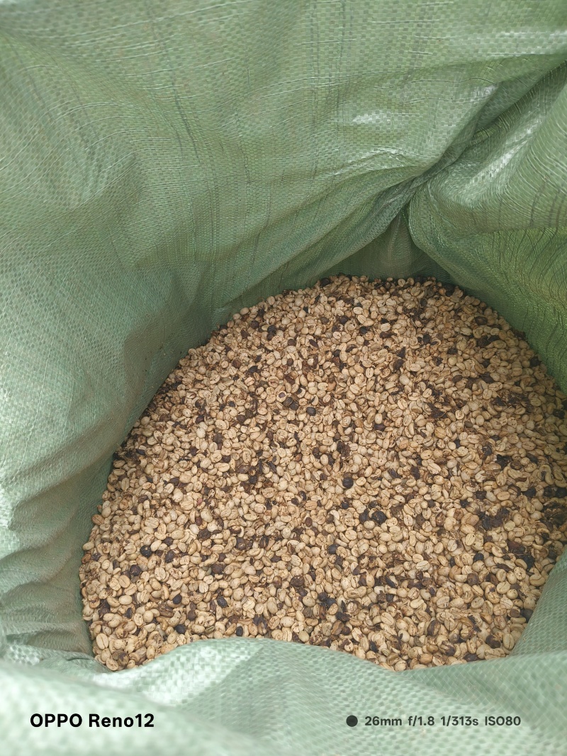 咖啡生豆壳豆