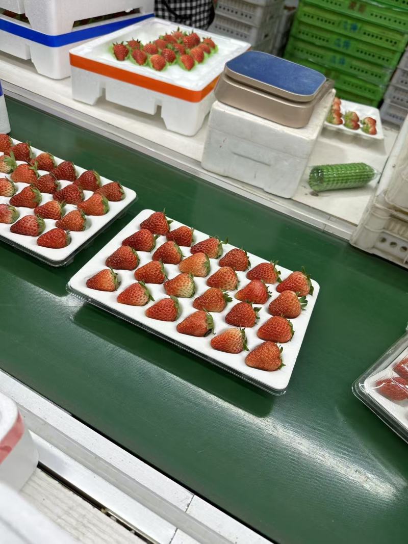 丹东九九草莓，爱马仕礼盒价格美丽欢迎采购