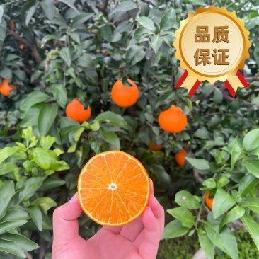 【实力推荐】四川凉山爱媛果冻橙产地直销爱媛38号对接全国