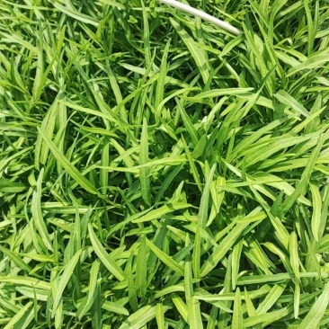 竹叶空心菜
