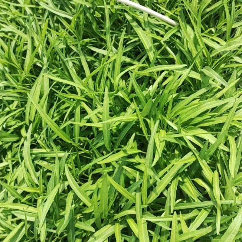 竹叶空心菜