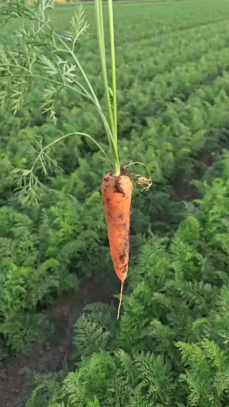 带秧胡萝卜基地直发量大从优支持视频看货选货