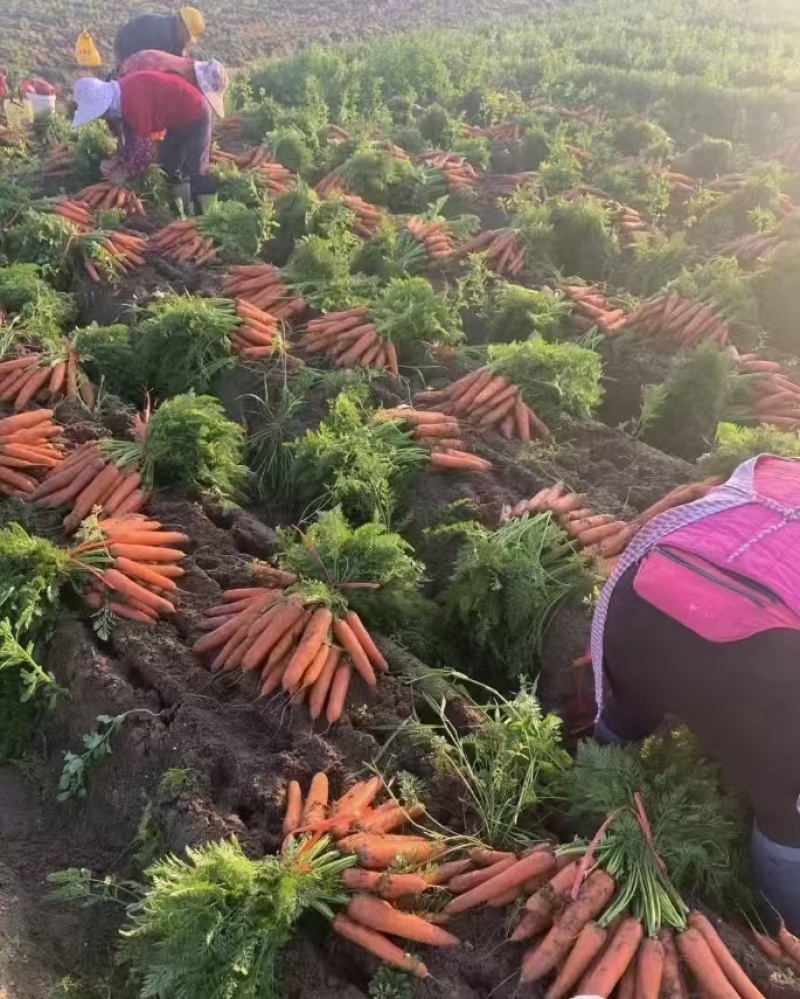 带秧胡萝卜基地直发量大从优支持视频看货选货